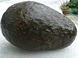 Avocado fruit