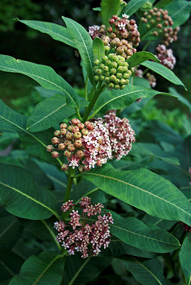 Milkweed plant