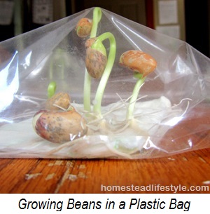 growing beans in plastic bag