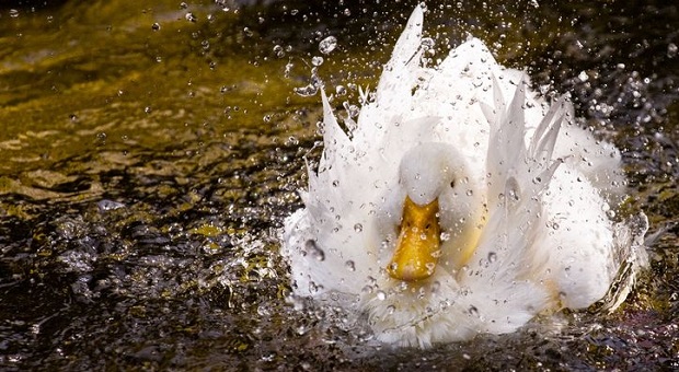 duck waterproof feathers