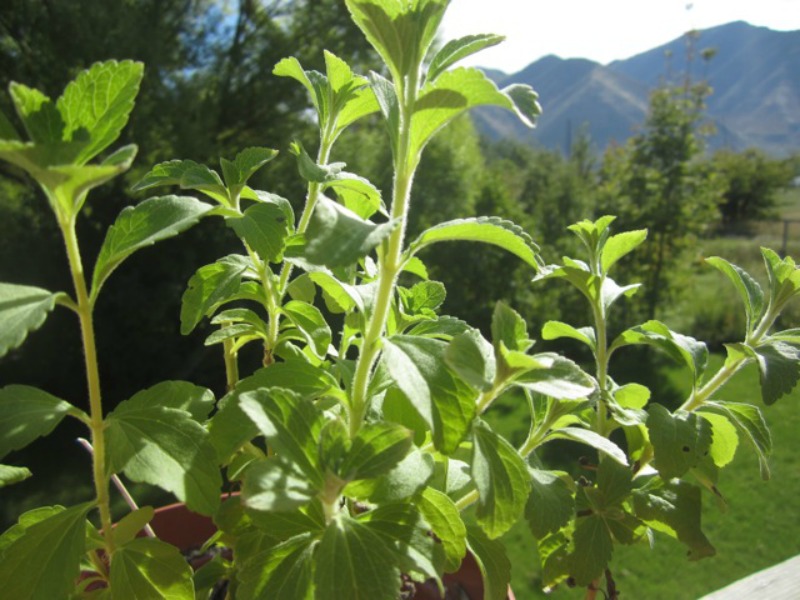 Grow stevia