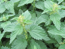 stinging nettle