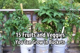 grow fruits and veggies in buckets