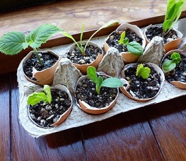 start plants in eggshell