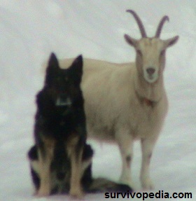 goat and dog