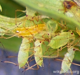 Aphid Midge