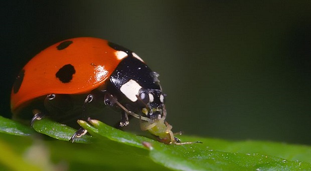 ladybug eating aphid