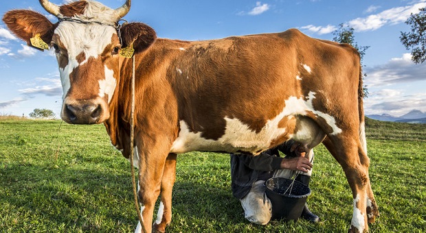 Milking cow