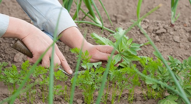 Natural Weeds Control