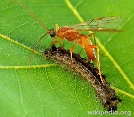 Brachonid (Parasitic) Wasps