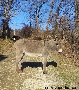 Donkey