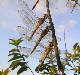 Dragonflies