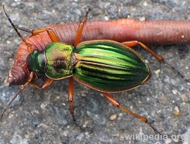 Ground Beetles