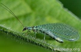 Lacewings