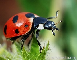 Ladybug