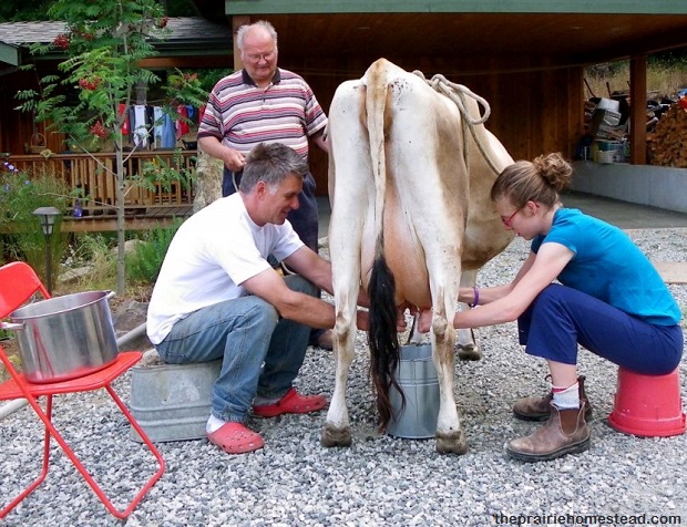 Milking Cow