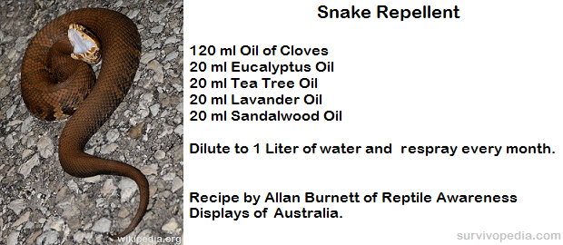 7+ Essential First-Aid Tips For Snake Bites - Survivopedia