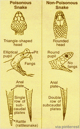 Poisonous snake versus Non-Poisonous snake