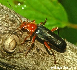 Soldier Beetles