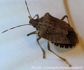 Spined Soldier Bug (Podisus maculiventris)