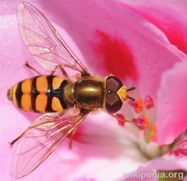 Syrphidae sp.