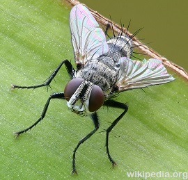 Tachinid Flies