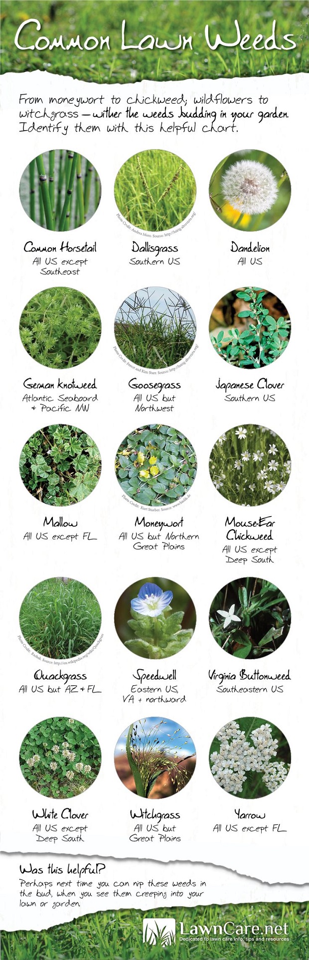 Weeds in your garden