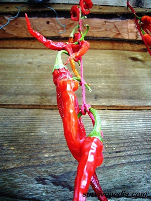 Air drying peppers