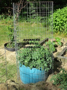 growing tomatoes