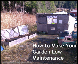 low maintenance garden