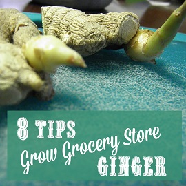 grow ginger