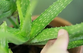 grow aloe