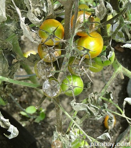 diseased tomato