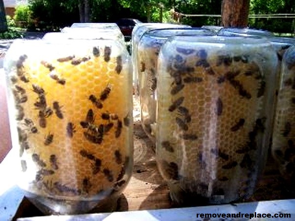 how-to-easily-make-a-beehive-in-a-jar-diy_7