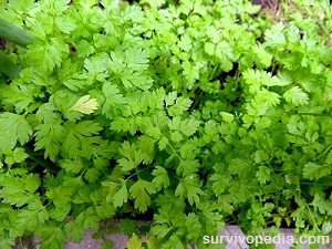 parsley