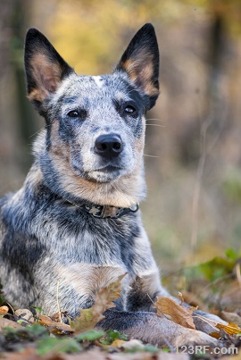 australian dog