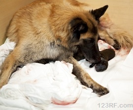 newborn puppy