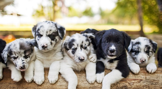 Border collie puppies