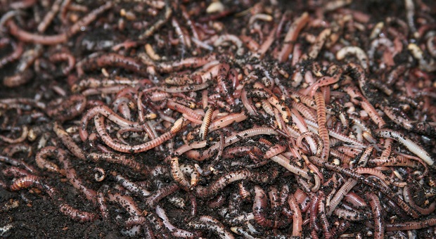 Vermiculture