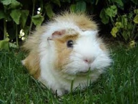 Guinea pig