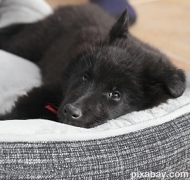 belgian shepherd dog