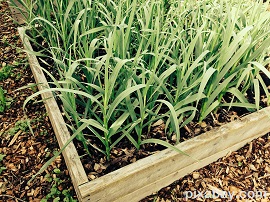 raised beds garlic