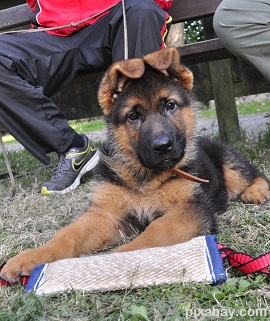 german shepherd 