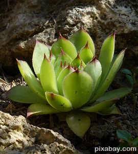 hens and chicks