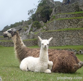 llamas