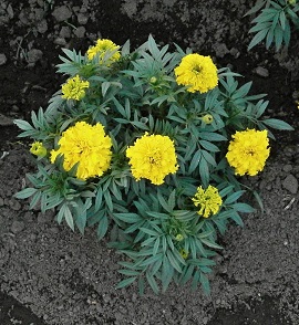 marigold-