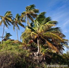 palm trees