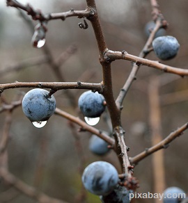 berries