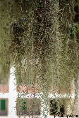 spanish moss