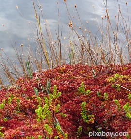 sphagnum- moss